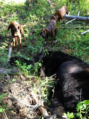 <p>Bear Hounds</p>